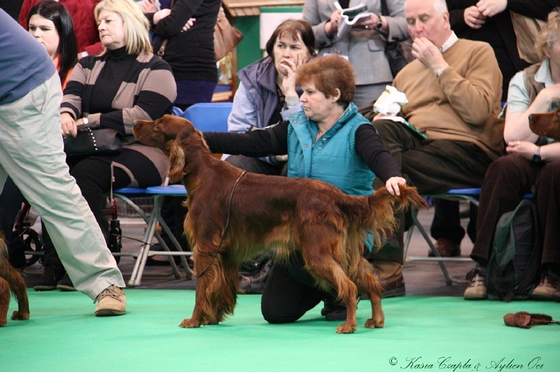Crufts2011 280.jpg